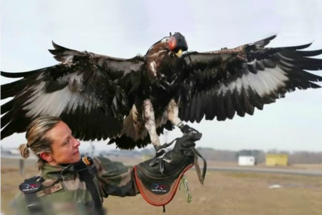 eagle-drone2-1170x780