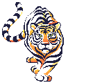 Ani.Tiger.8