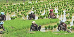 Evening-Tamil-News-Paper_1446169615