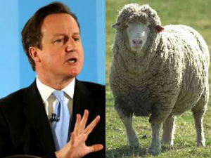 uk.cameroon-sheep-300