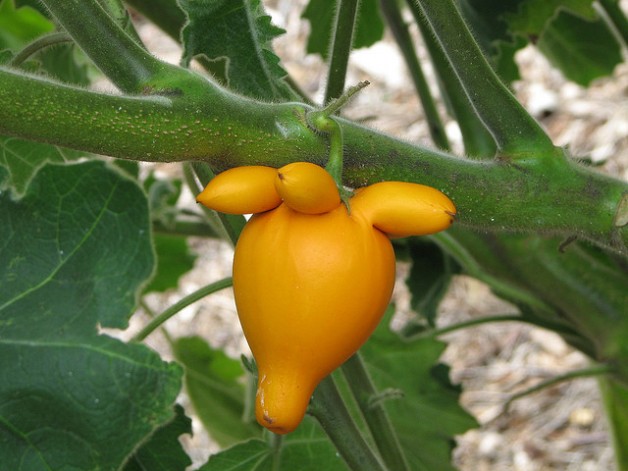 titty nipple udder fruit 4