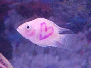 26-1374817973-fish-tattoo-600-jpg