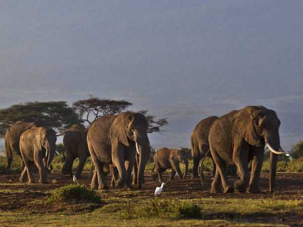 08-elephants777-600-jpg