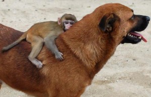 dog-monkey_
