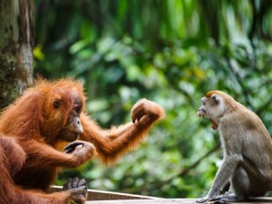 3342_newsthumb_Mokey-1