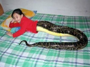 3879_newsthumb_Snake