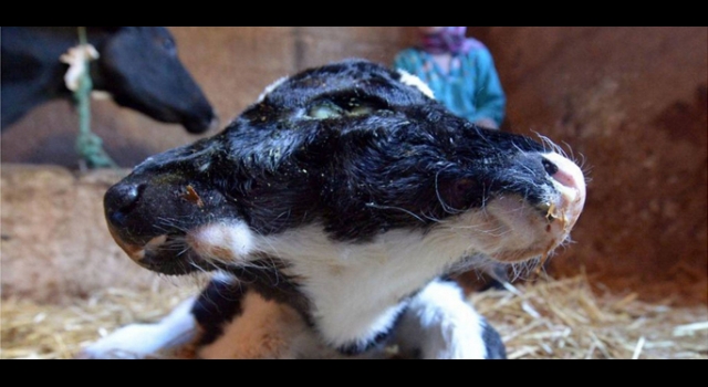 Two-headed-calf-Sana-Saida-born-in-Morocco
