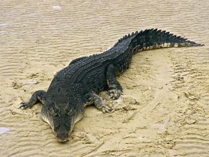 crocodile01