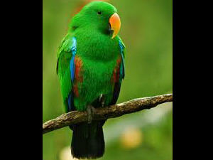 kili-parrot-