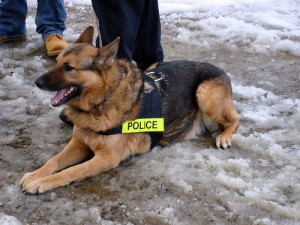 dog.Police-dog