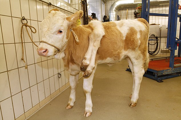 Four Legs After Two Udders Removed