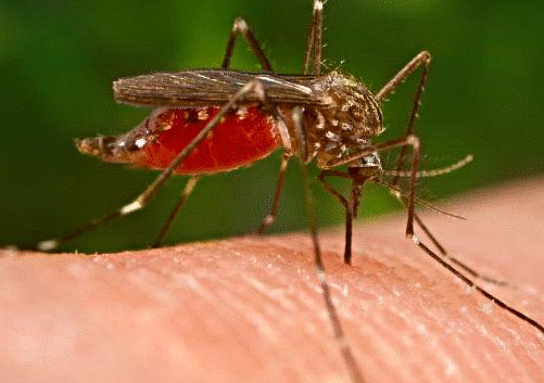 1195179438Untitled-1