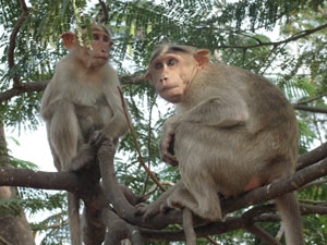 ba43cad3-0b95-4fa1-972b-63483c6b242c_S_secvpf