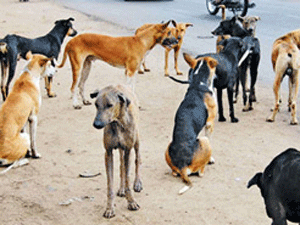 dcb83b9a-1fd9-4e73-a03d-a9ad29fbf677_S_secvpf