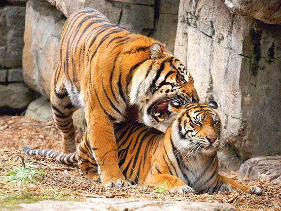 TP_277041_BOYA_ZOOSTORY