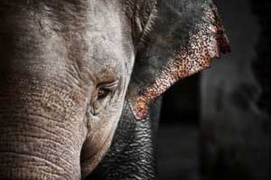 19343713001636213757elephant2