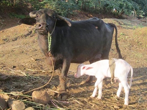 33121f27-0ae6-48c0-a430-97b9feabc163_S_secvpf