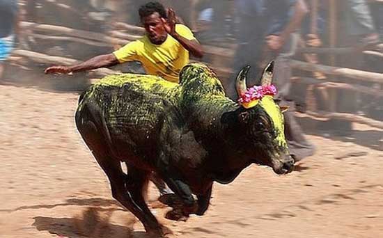 1025490374jallikattu