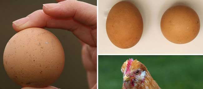 MAIN-Round-Egg