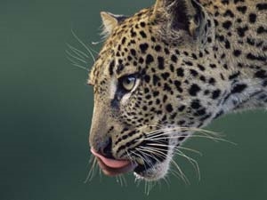 f1bf40ee-e32b-444a-ac4f-187f653d76c0_S_secvpf