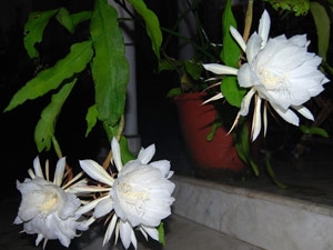 851d5f81-ca50-4345-92e5-996bfe8a0586_S_secvpf