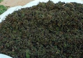 1013743121Untitled-1