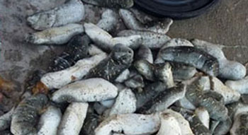 2060396853Untitled-1