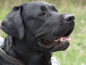 41bb834c-f866-4d33-8bf2-04a2cfb4f497_S_secvpf