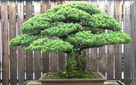 japan_bonsaitree_002