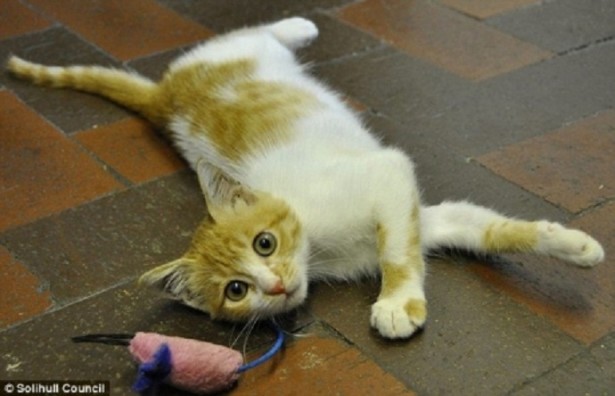 kitten_survies_002-615x396