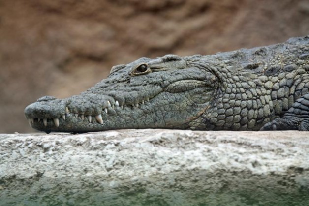 5341-CROCO-Nile_crocodile_head