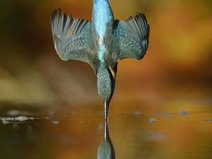 71c5fbf9-1f43-403e-b5ab-f7e717173a89_S_secvpf