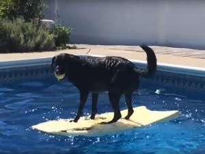 d344f18a-665a-42db-9f16-5e12b459f0b2_S_secvpf