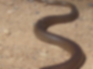 e44e96fa-7aeb-42b0-a3cf-c3e4b7560cec_S_secvpf