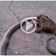 frog-eat-snake