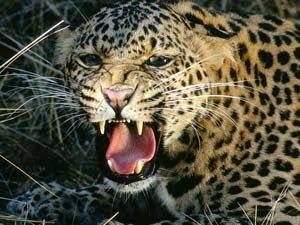 b1fc0f5b-8a60-49cb-9465-d7bb82886cba_S_secvpf