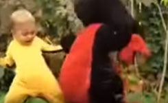 kids_fight_teddybear_001.w245