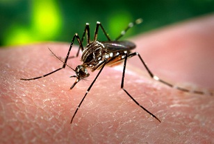 Dengue_Fever_ap