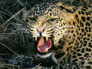 a68a79f6-0e92-4c8b-a1cb-9e61f95b076d_S_secvpf