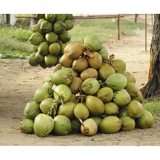 coconut_tender-750x750