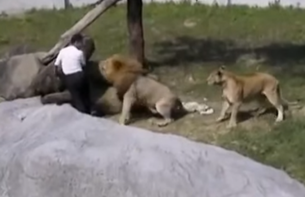 man_jumped_into_lion_enclosure-640x414