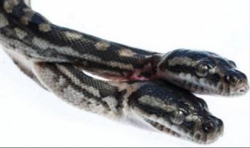 1images-2_headed_snakes_111435270
