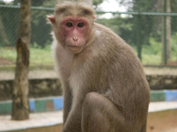 28-1422442994-monkey-600-jpg