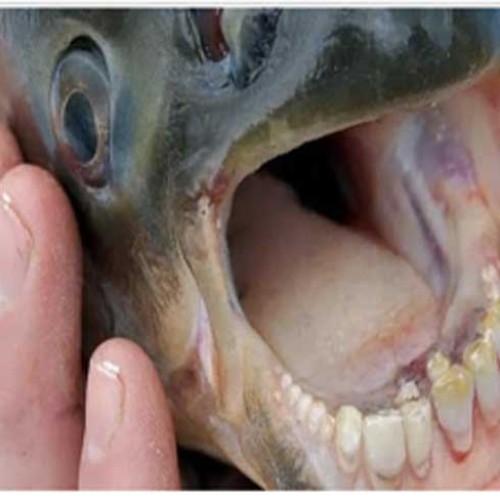 Fish-300x225-500x500