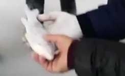 fish_freeze_001.w245