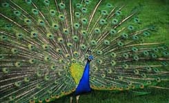 peacock_001.w245