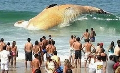 surprise_seen_001.w245