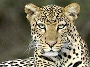 210f480a-793a-4eb6-aff7-422e31e39454_S_secvpf