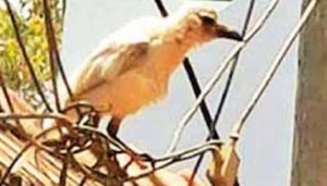 201604040907079731_white-crow-fly-in-kilakarai_SECVPF-300x171