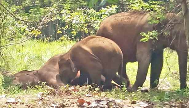 201604111342361288_Died-in-mother-elephant-baby-elephant-tried-to-drink-milk_SECVPF